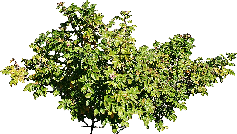 玫瑰鲜花花卉png素材