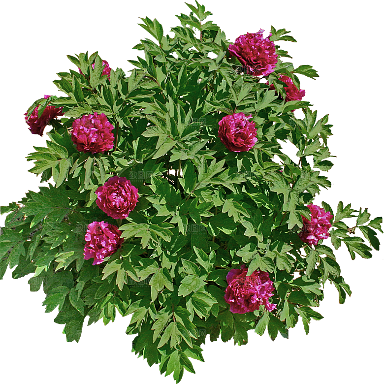 玫瑰鲜花花卉png素材