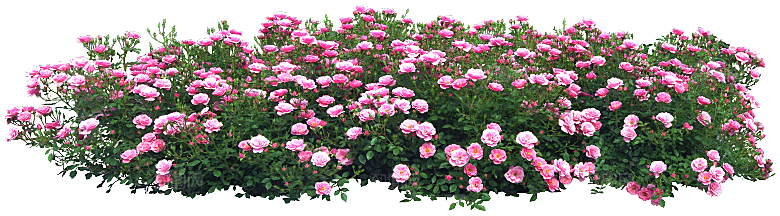 玫瑰鲜花花卉png素材