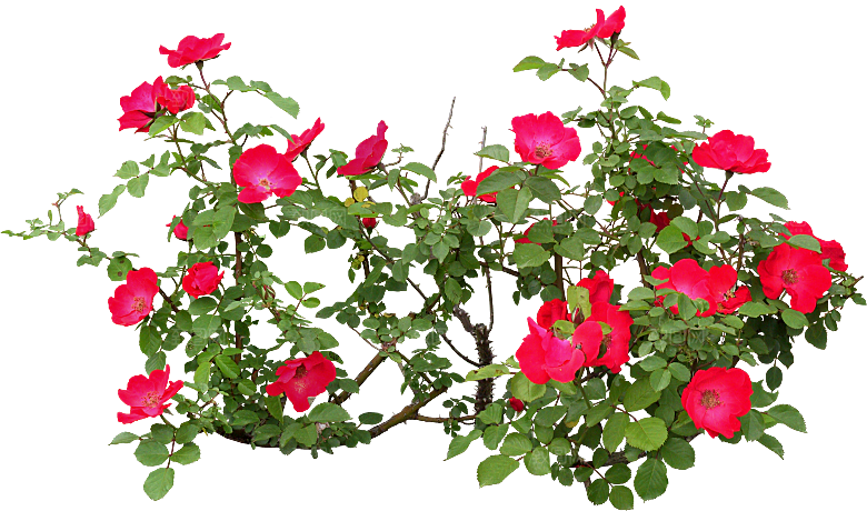 玫瑰鲜花花卉png素材