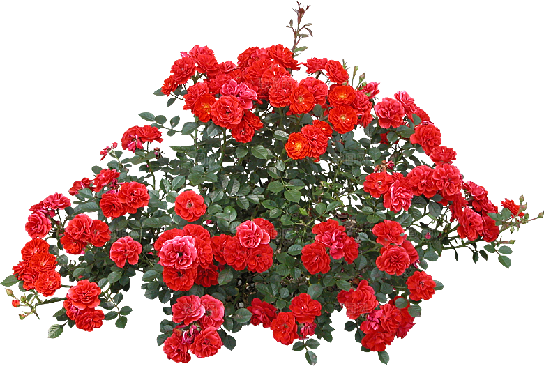 玫瑰鲜花花卉png素材