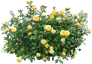 玫瑰鲜花花卉png素材