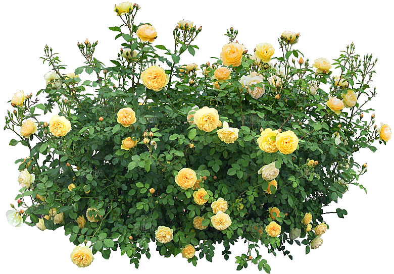 玫瑰鲜花花卉png素材