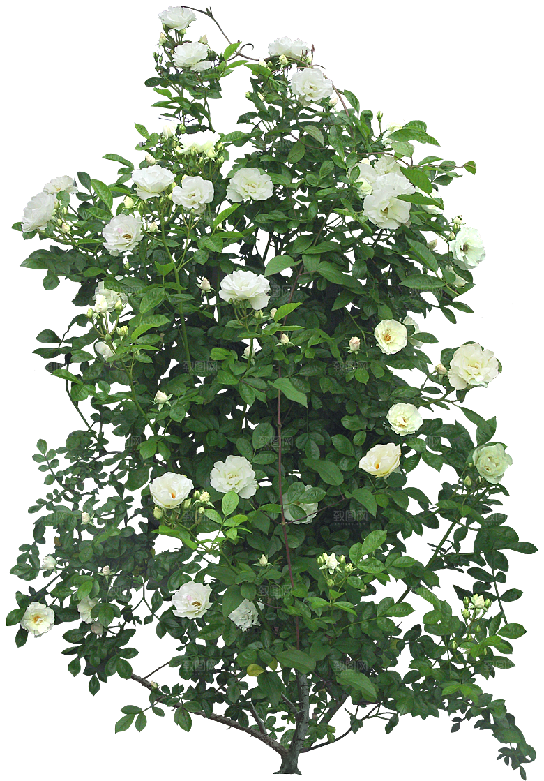 玫瑰鲜花花卉png素材