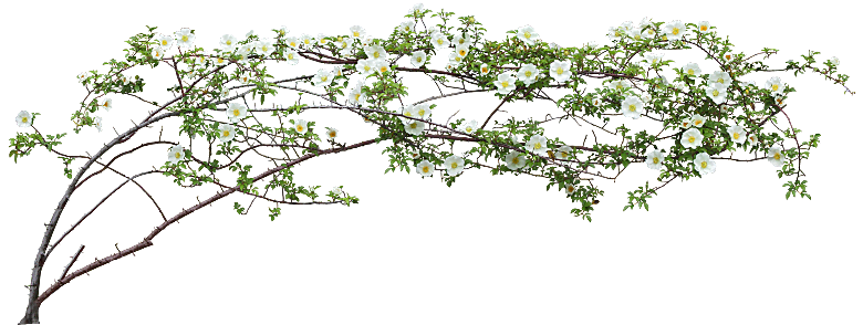 玫瑰鲜花花卉png素材