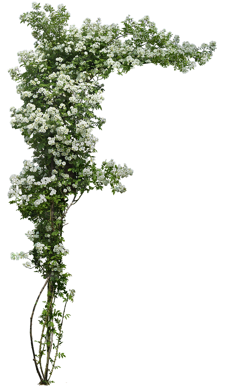玫瑰鲜花花卉png素材