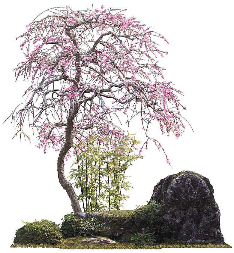 粉色梅花树春天png素材
