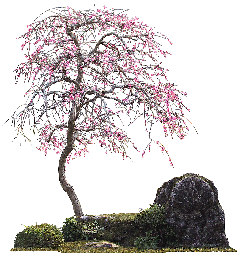 粉色梅花树春天png素材