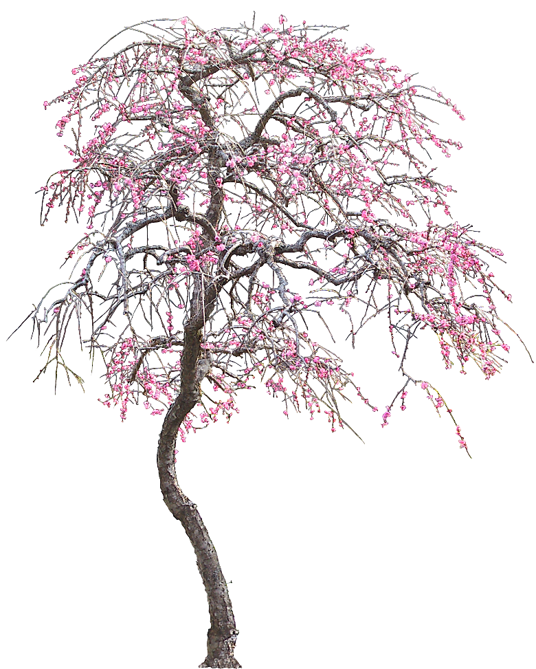 粉色梅花树春天png素材