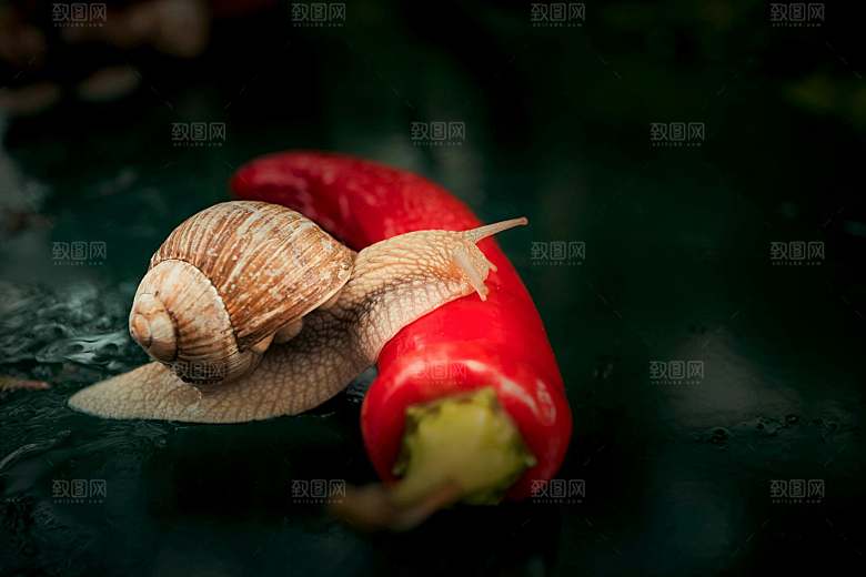 辣椒摄影红辣椒蔬菜图