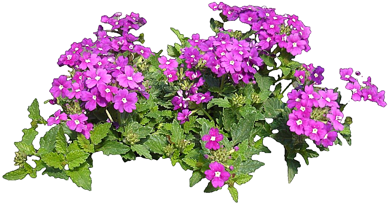 美女樱鲜花红色紫色白色png素材
