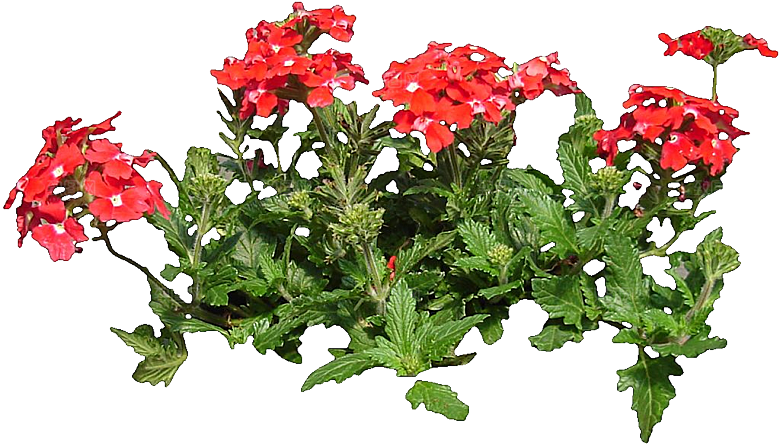 美女樱鲜花红色紫色白色png素材