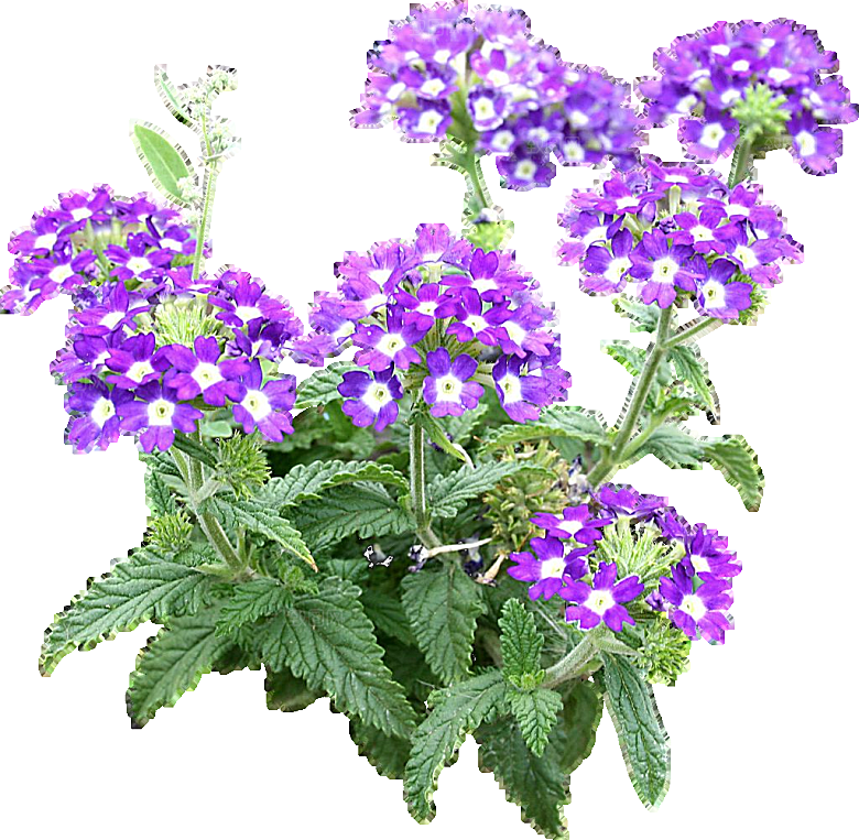 美女樱鲜花红色紫色白色png素材