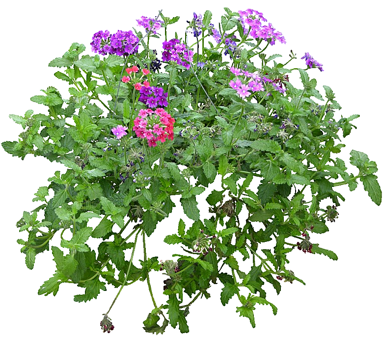 美女樱鲜花红色紫色白色png素材