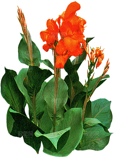 美人蕉鲜花png素材