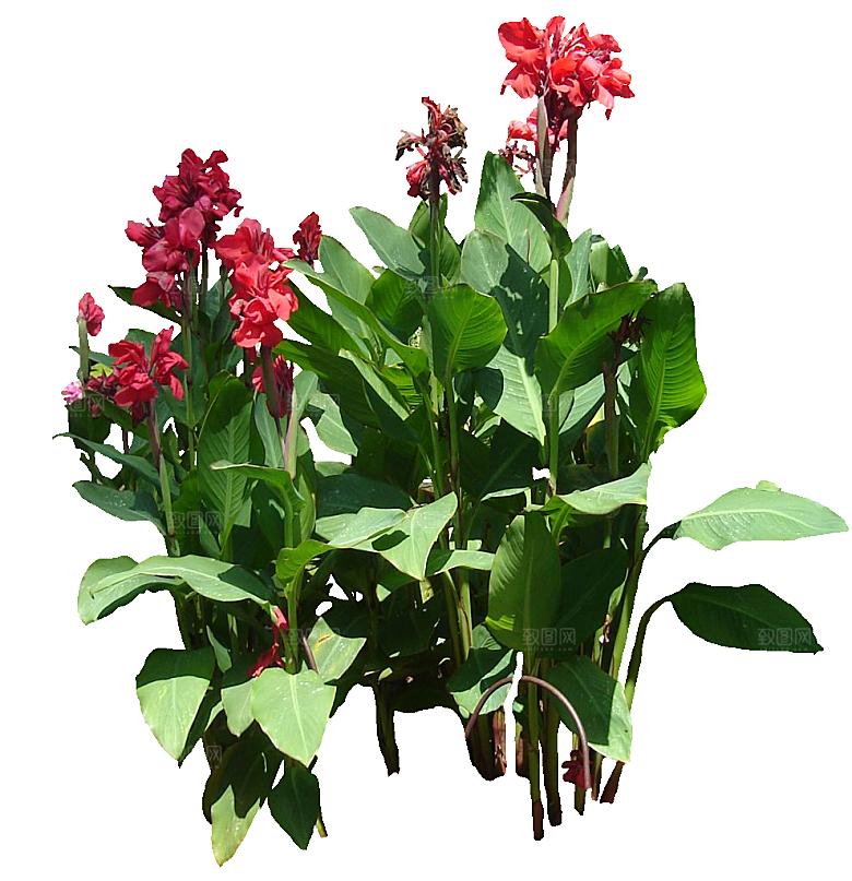 美人蕉鲜花png素材
