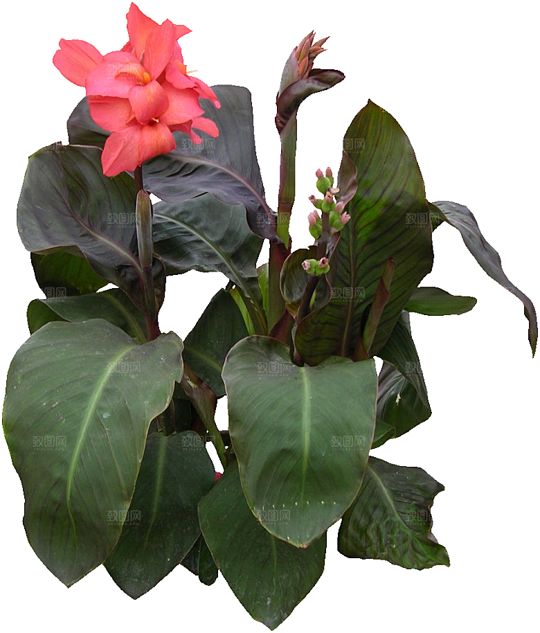 美人蕉鲜花png素材
