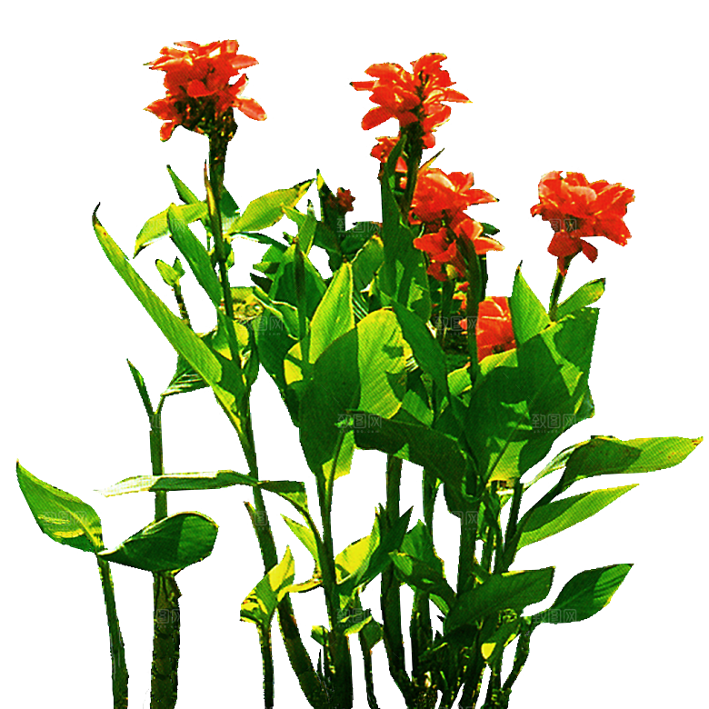 美人蕉鲜花png素材