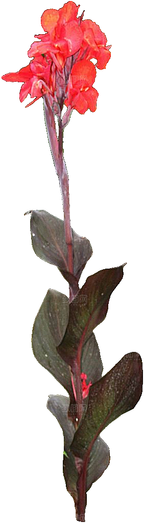 美人蕉鲜花png素材