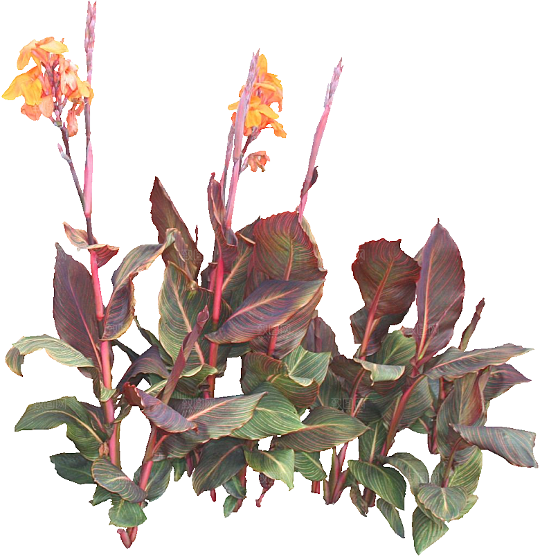 美人蕉鲜花png素材