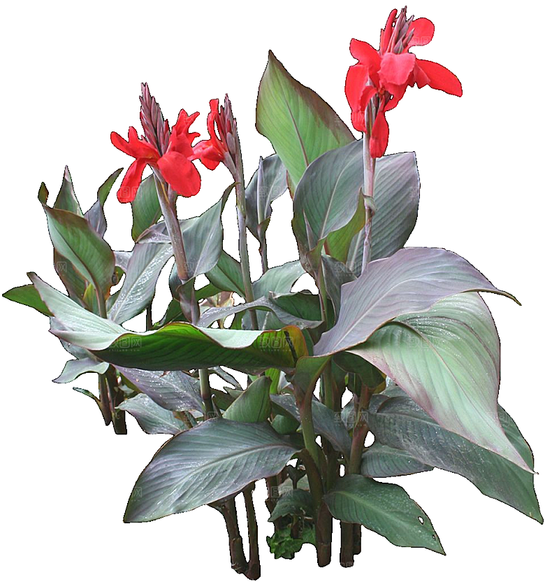 美人蕉鲜花png素材