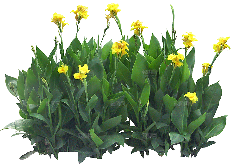 美人蕉鲜花png素材