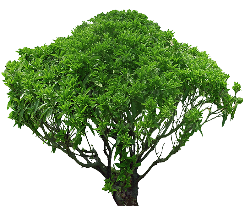 茉莉花树木鲜花png素材