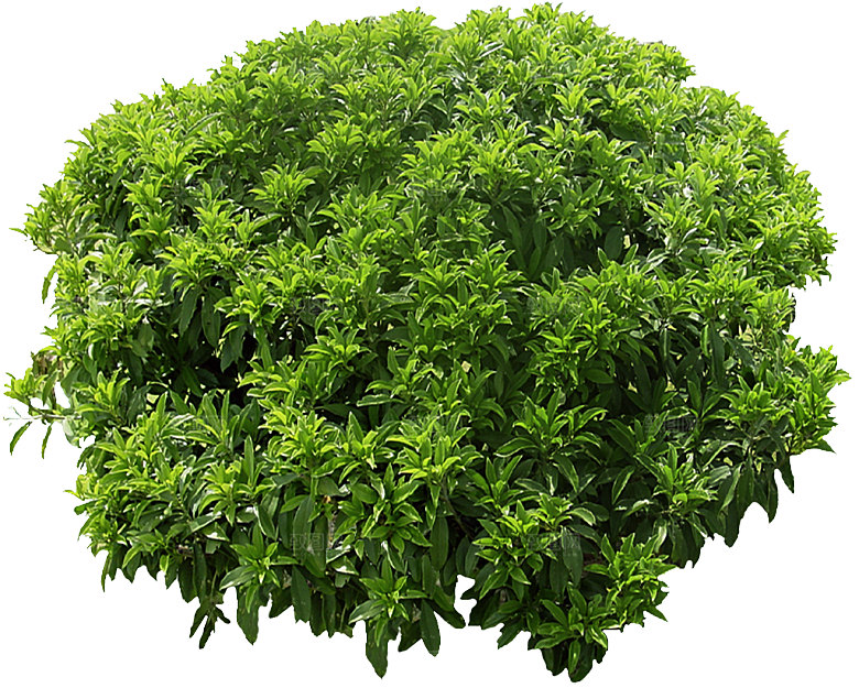 茉莉花树木鲜花png素材