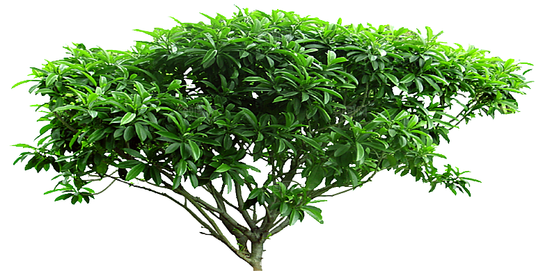 茉莉花树木鲜花png素材
