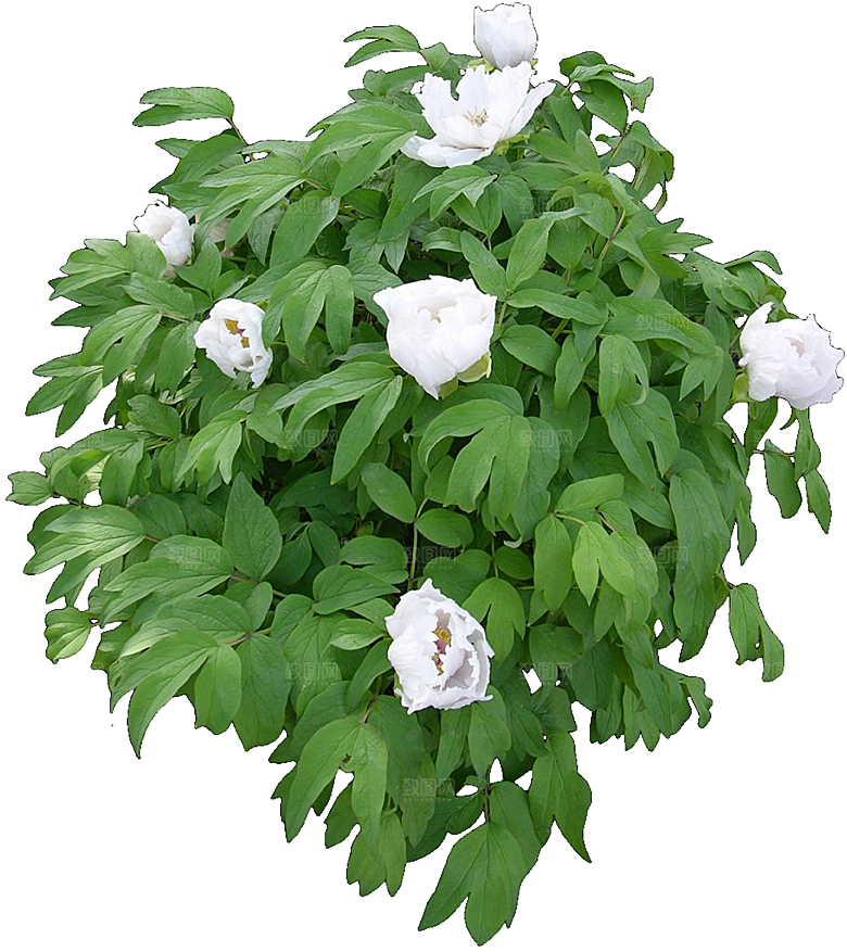 国花牡丹花卉png素材