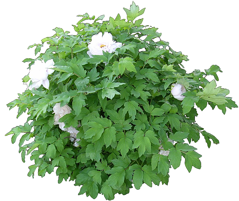国花牡丹花卉png素材