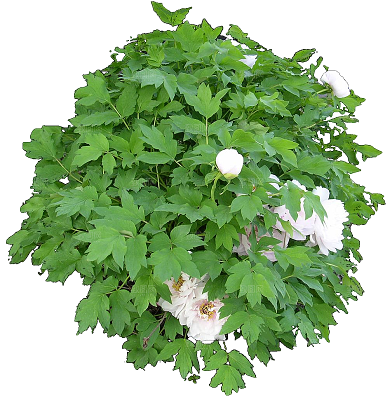 国花牡丹花卉png素材