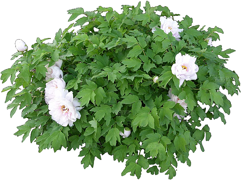 国花牡丹花卉png素材