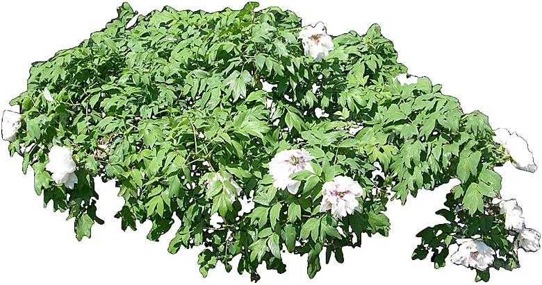 国花牡丹花卉png素材