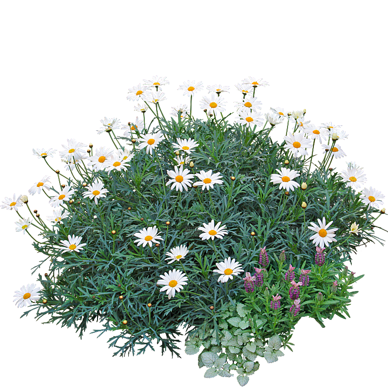 木春菊花会png素材