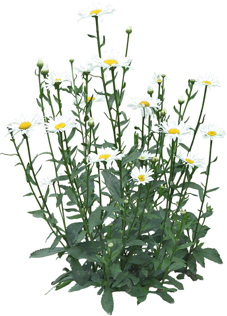 木春菊花会png素材