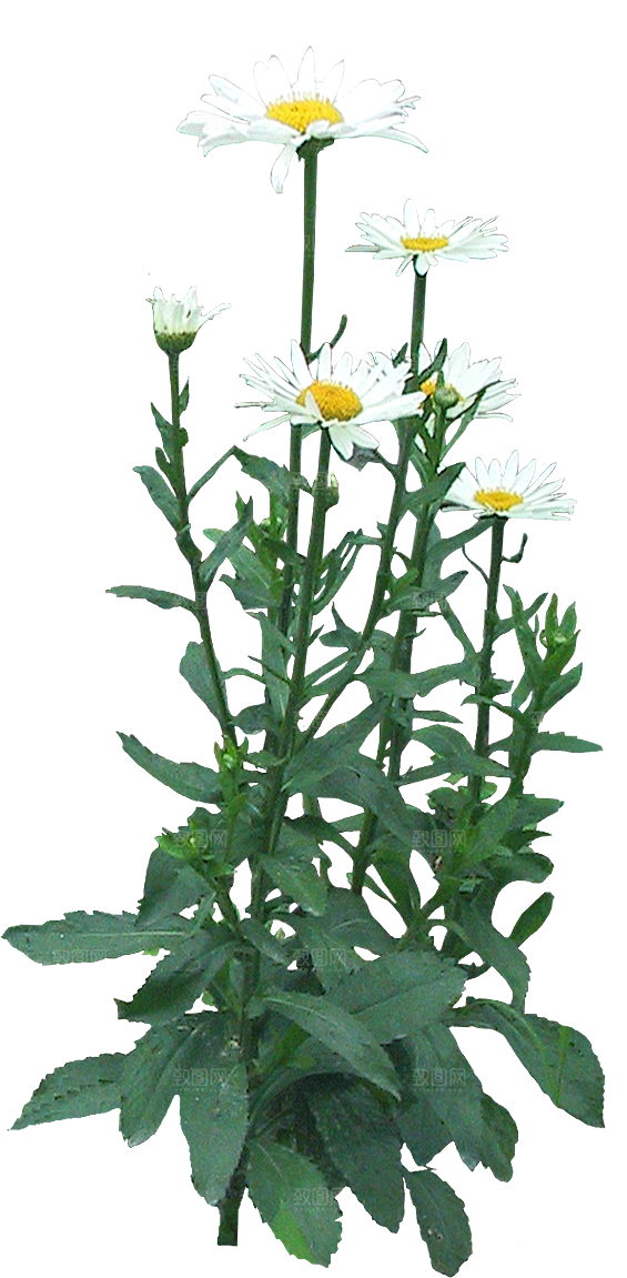 木春菊花会png素材