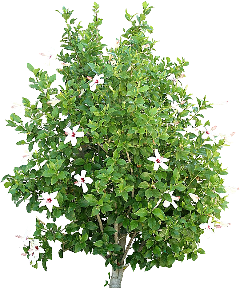 木槿树木png素材