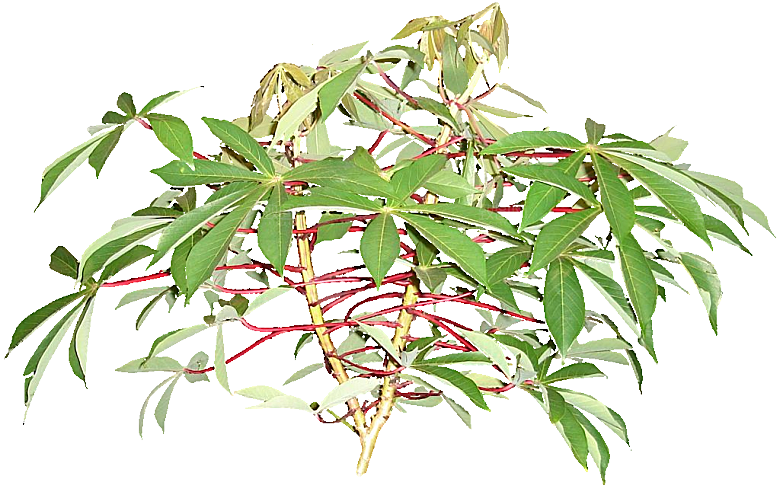 木薯植物花卉png素材