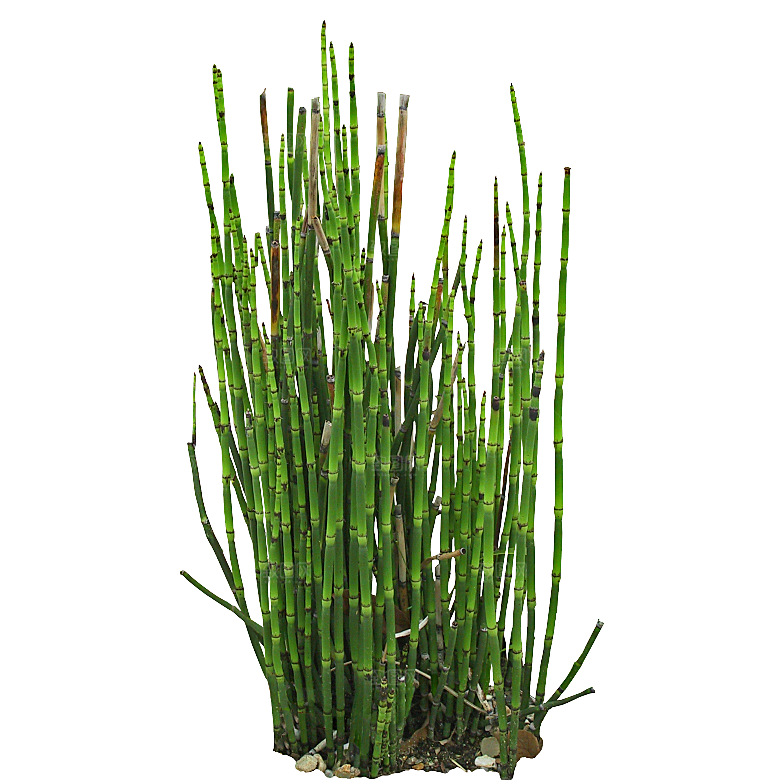 木贼植物png素材元素