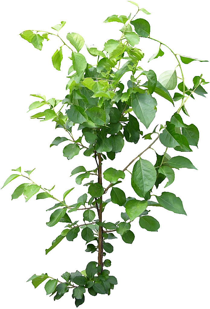 南蛇藤植物png素材
