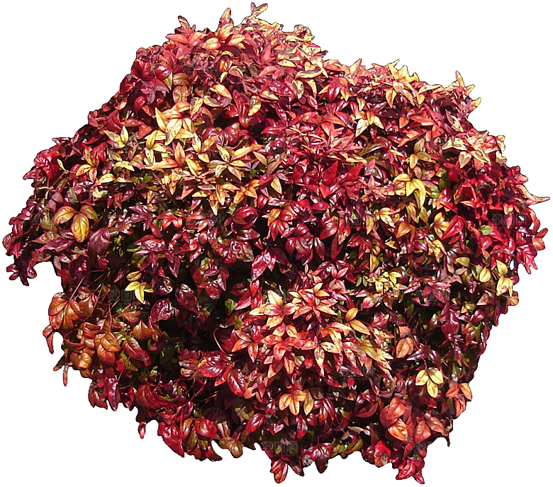 南天竺鲜花png素材