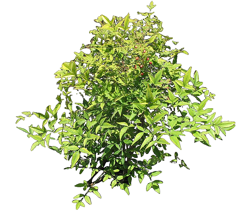 南天竺鲜花png素材
