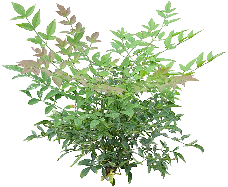 南天竺鲜花png素材