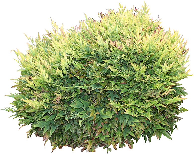 南天竺鲜花png素材