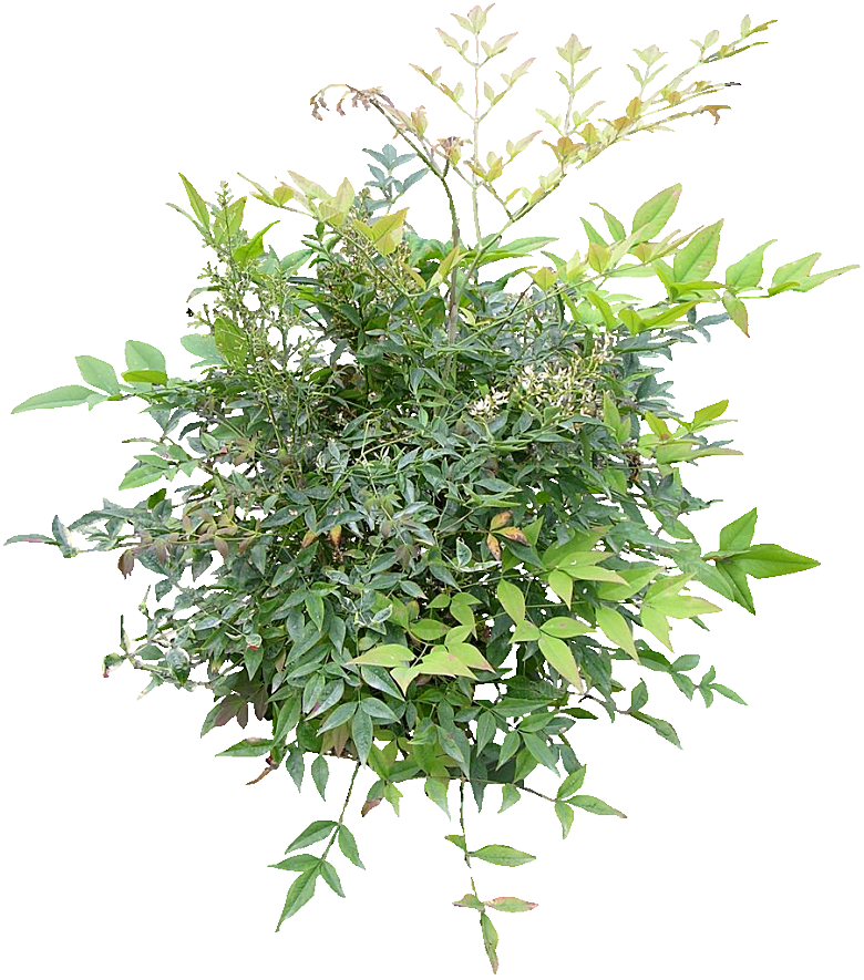 南天竺鲜花png素材