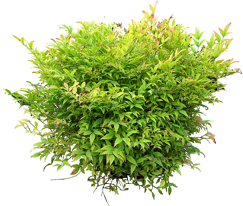 南天竺鲜花png素材