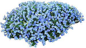 蓝色牛舌草花卉素材