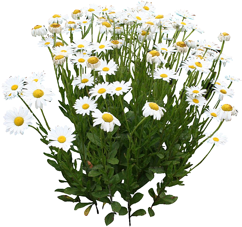 白色牛眼菊鲜花png素材