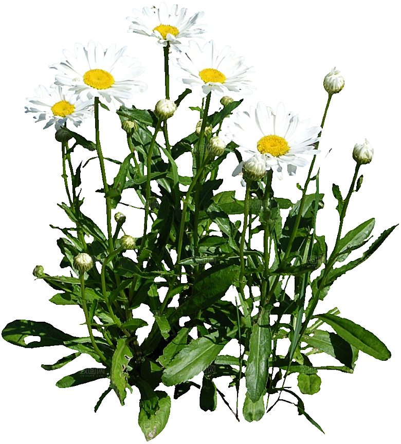 白色牛眼菊鲜花png素材